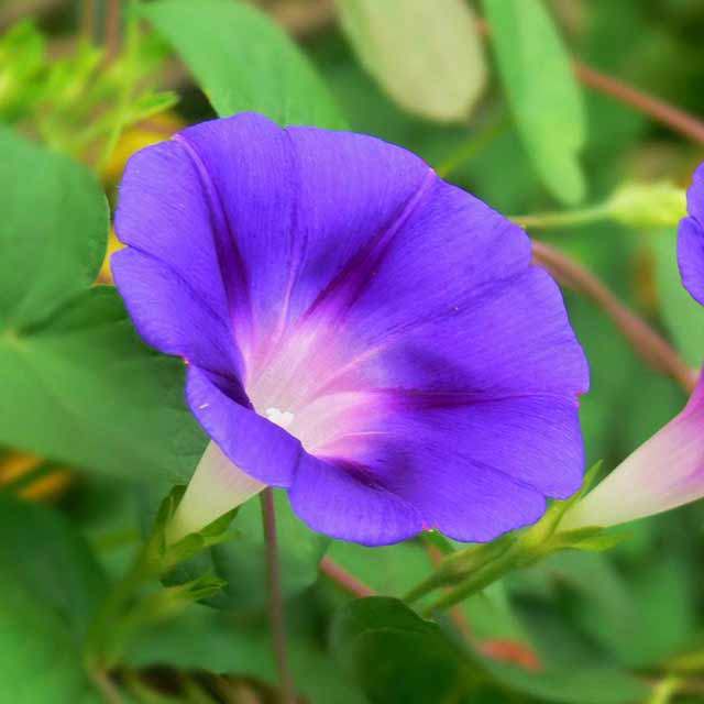 Pharbitis nil