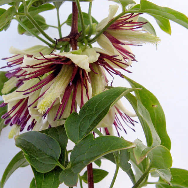 Clematis napaulensis