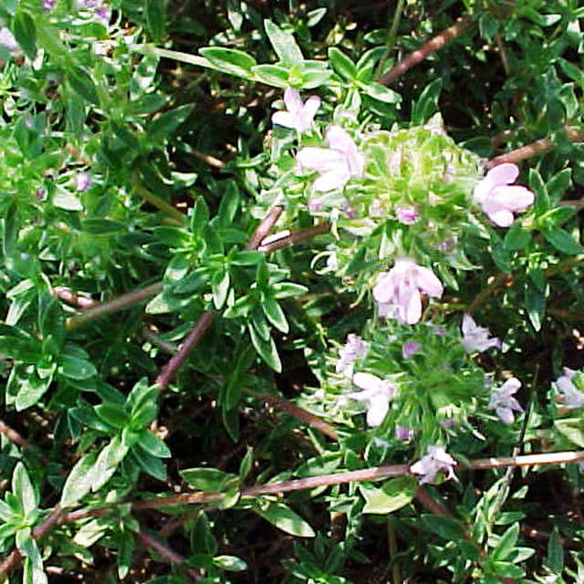 Thymus herba-barona Drooping Leaves