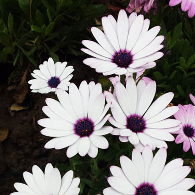 Osteospermum hybrid