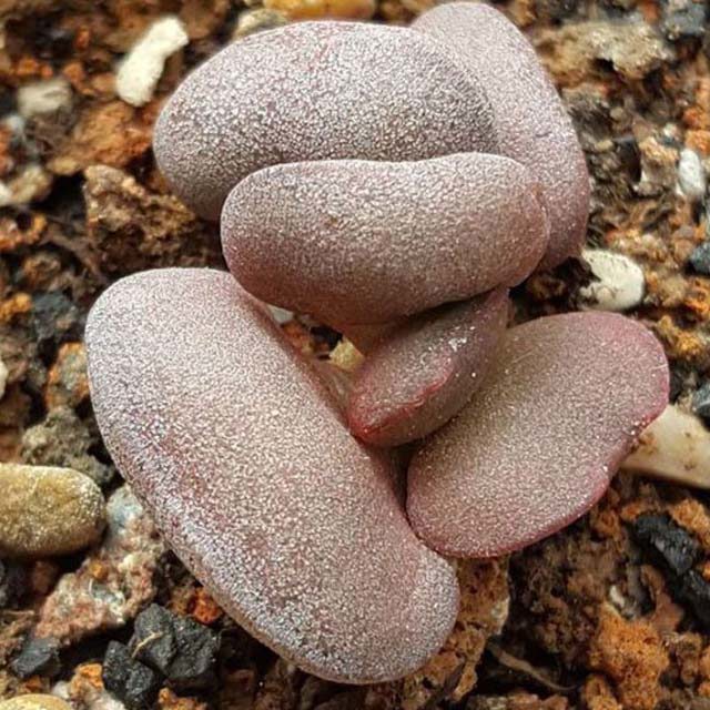 Adromischus marianiae Hallii