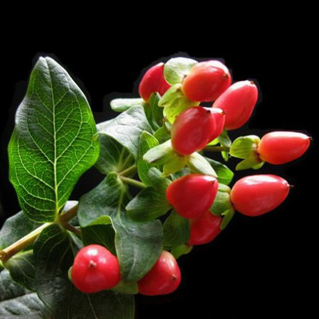 Hypericum
