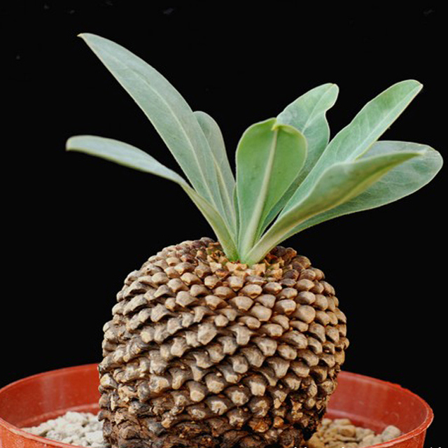 Euphorbia bupleurifolia