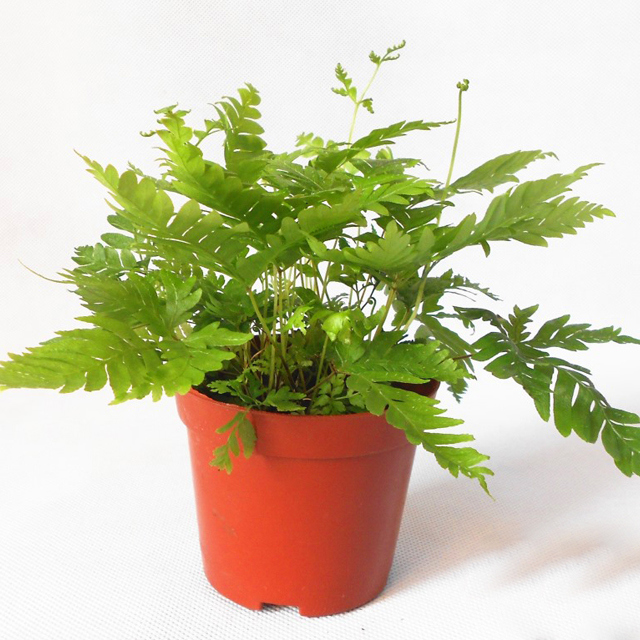 Pteris fauriei