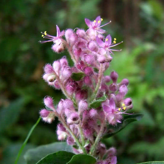 Floscopa scandens
