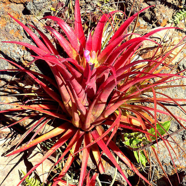Aechmea recurvata