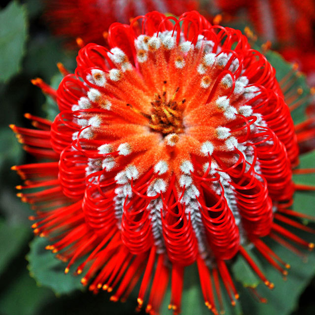 Protea Banksia
