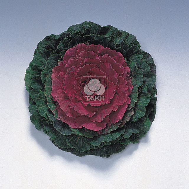 Brassica oleracea Red Kale