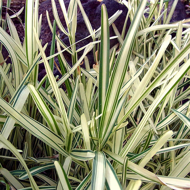 Stenotaphrum secundatum Variegatum
