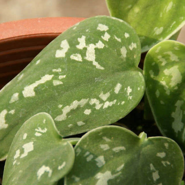 Scindapsus pictus