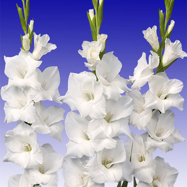 Gladiolus Snowdon