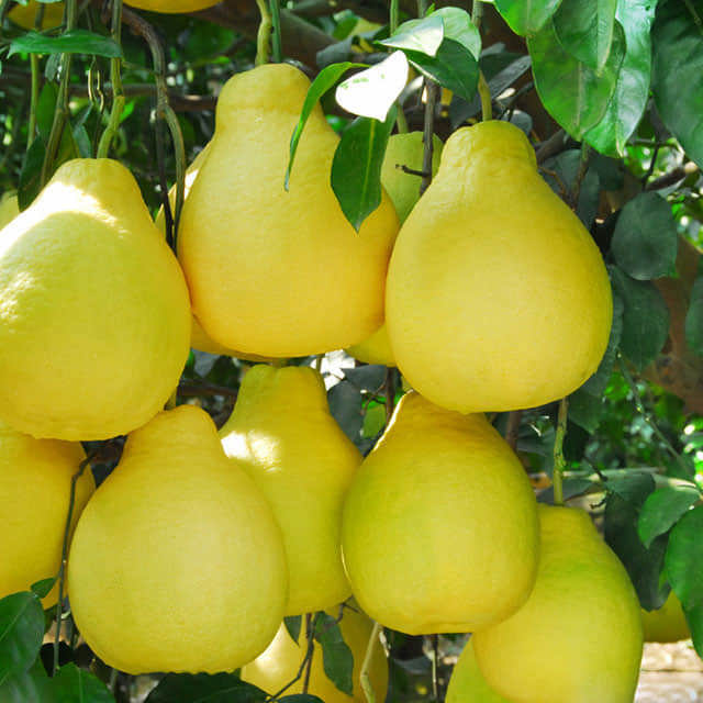 Citrus maxima