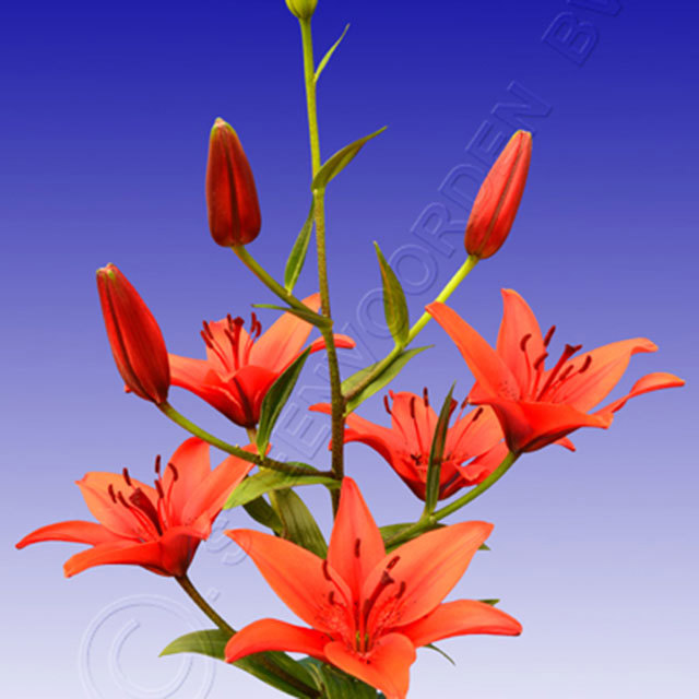 Lilium Red Sensation Sudden Leaf Drop