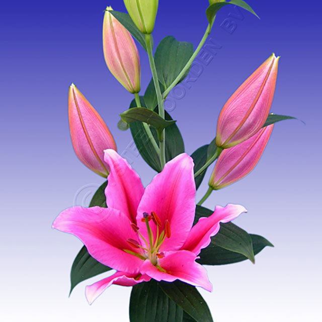 Lilium oriental Lake Carey Fine Webbing