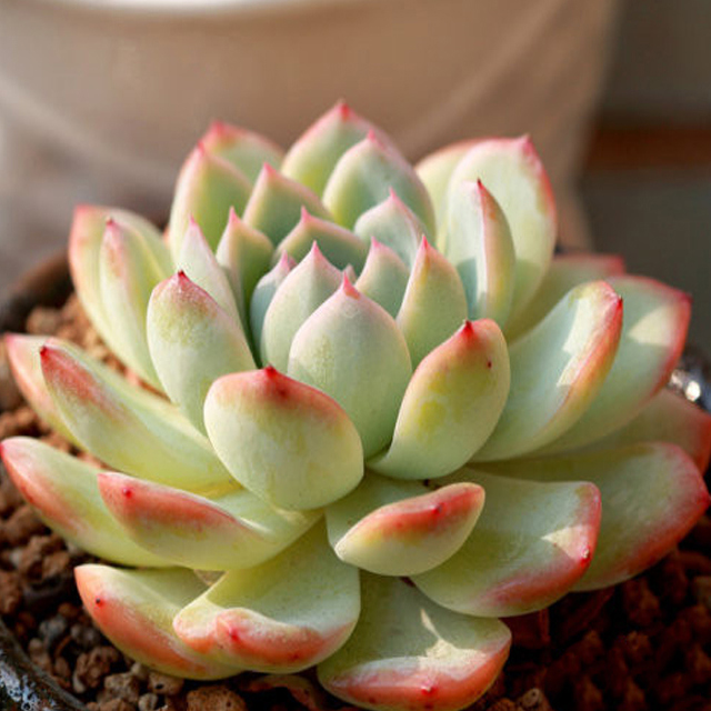 Echeveria sasa Fine Webbing