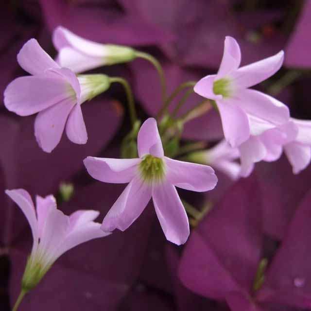 Oxalis triangularis