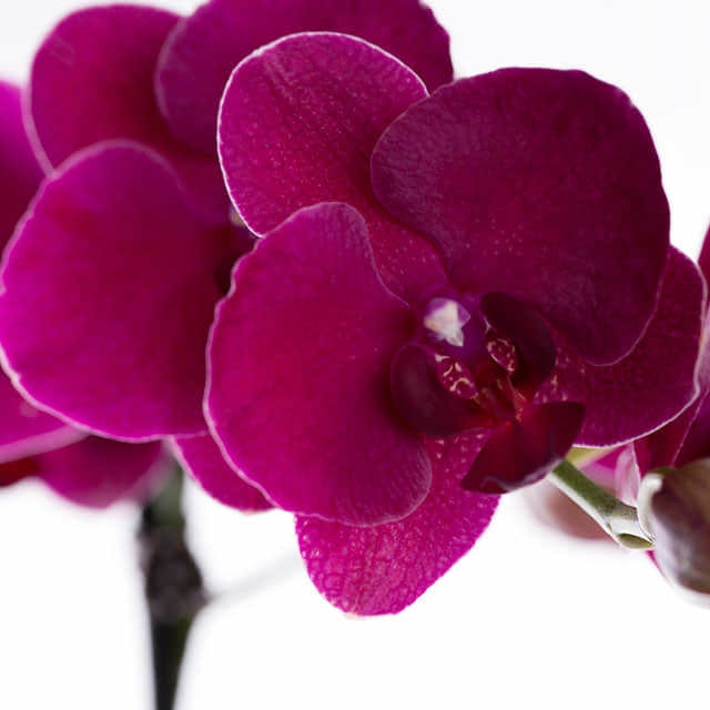 Phalaenopsis Burgundy