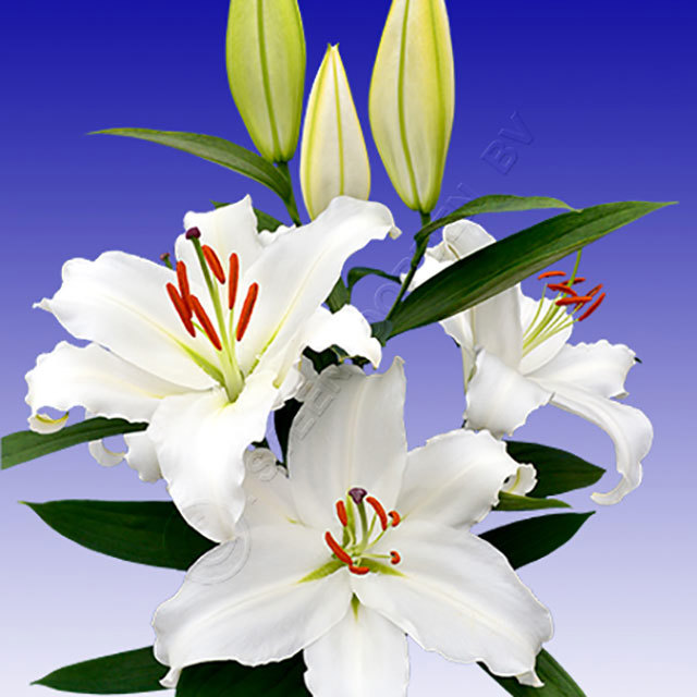 Lilium oriental Asterian Fine Webbing