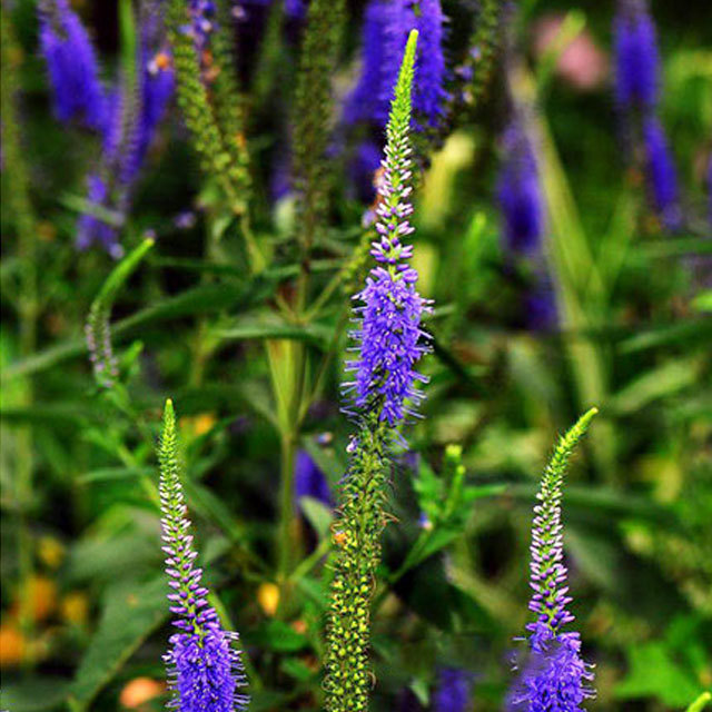 Veronica spicata