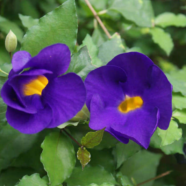 Thunbergia erecta