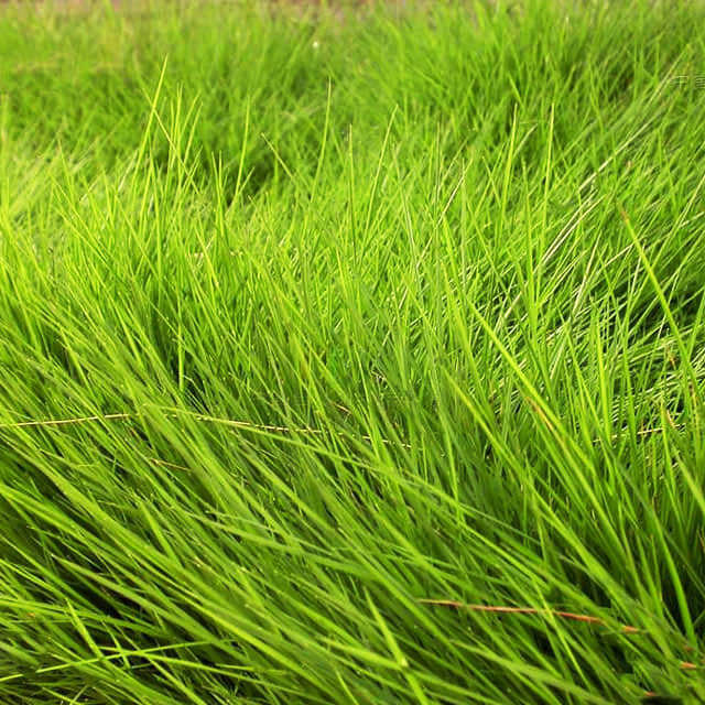 Zoysia tenuifolia Yellow Leaves