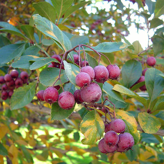 Crataegus crus-galli