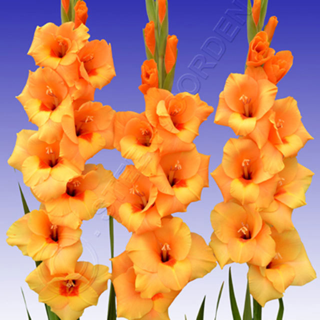 Gladiolus Flevo Sunset