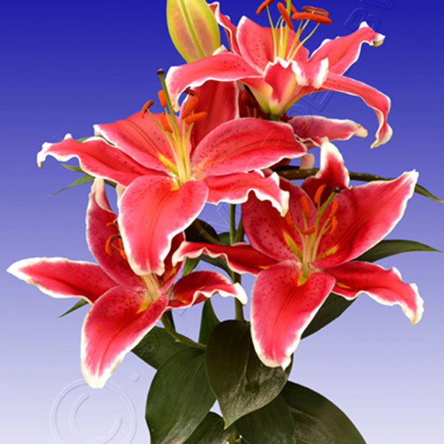 Lily Starlight Express White Cottony Spots