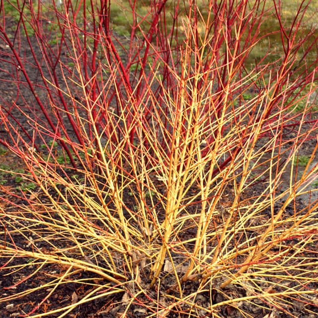 Cornus sanguinea Arctic Sun