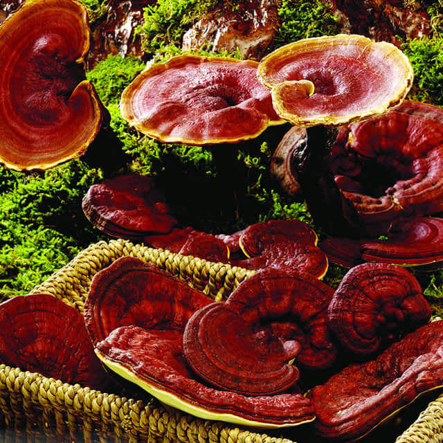 Ganoderma lucidum