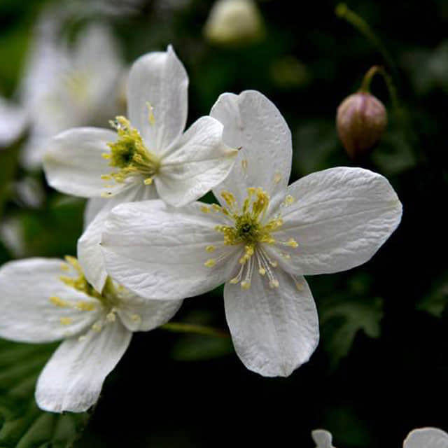 Clematis montana