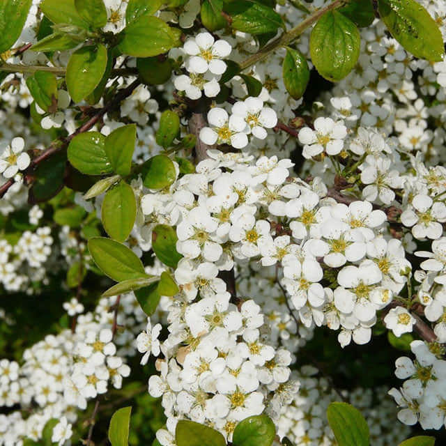Spiraea prunifolia