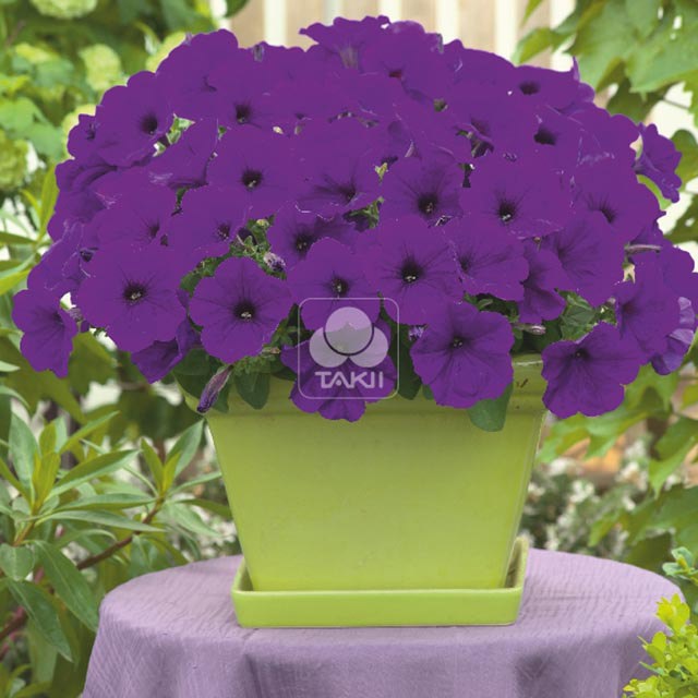 Petunia Trilogy F1 Blue