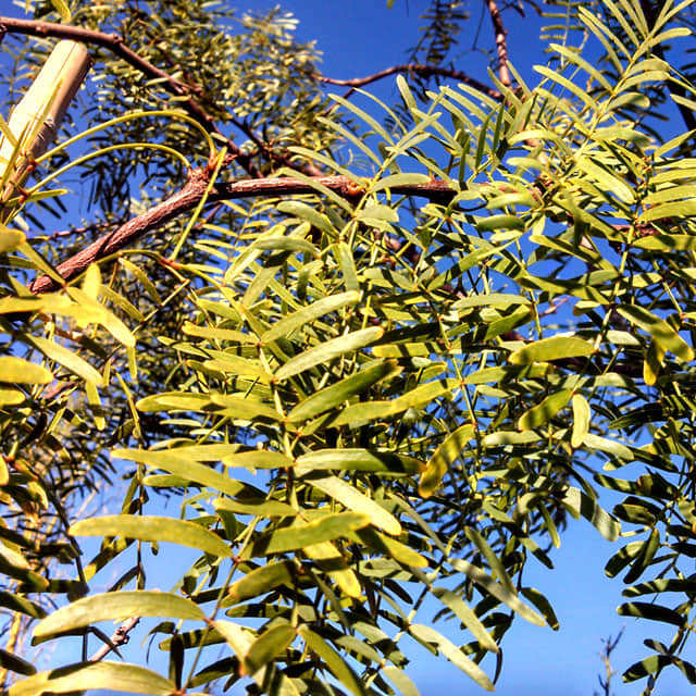 Prosopis alba