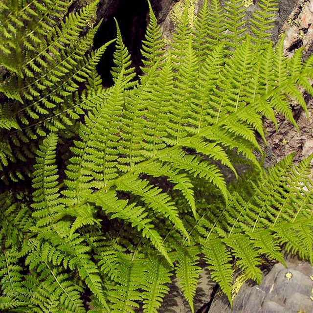 Dryopteris filix-mas