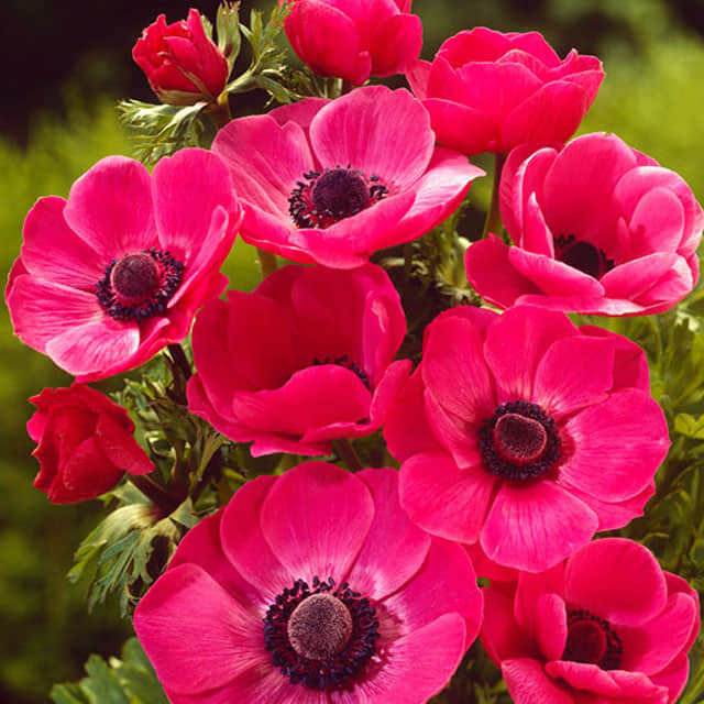 Anemone coronaria
