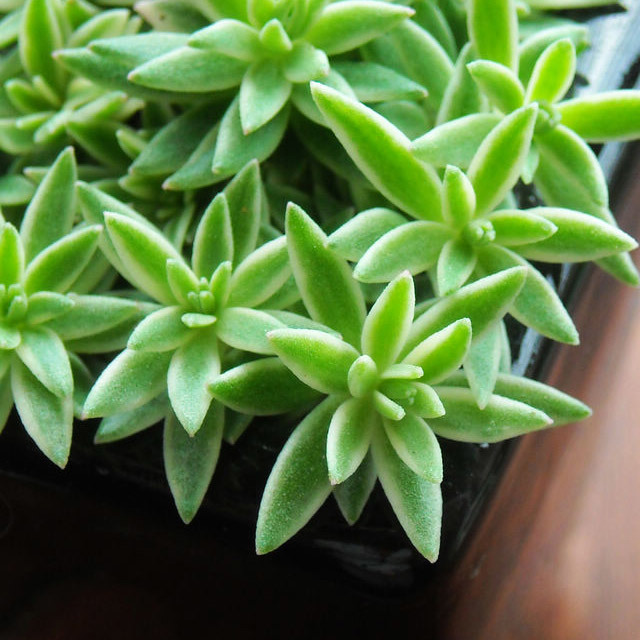 Sedum lineare variegatum Leggy Stems