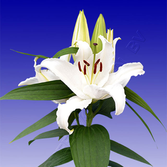 Lily Free Choice Sudden Leaf Drop