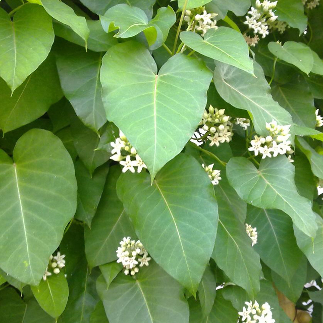 Metaplexis japonica