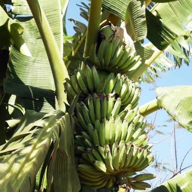 Musa acuminata