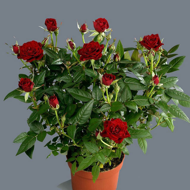Rosa Lovely Jewel