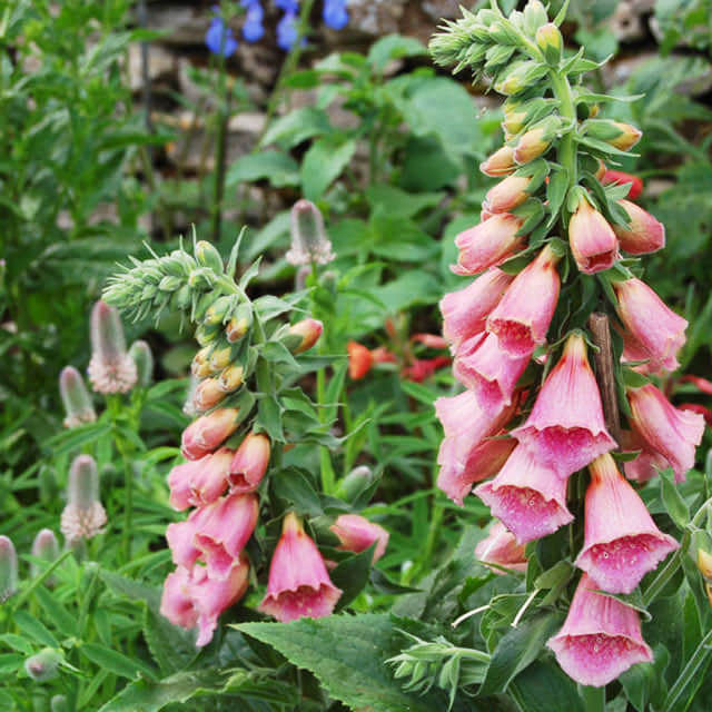 Digitalis mertonensis