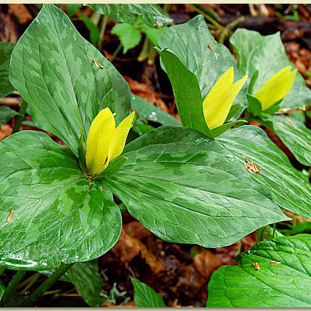 Trillium luteum