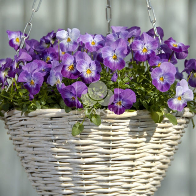 Viola cornuta Four Seasons F1 Lilac Rose