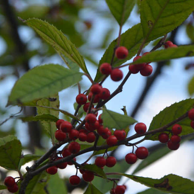 Ilex serrata