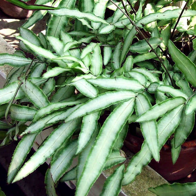 Pteris cretica Albolineata