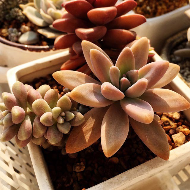 Graptopetalum Mirinae Fine Webbing