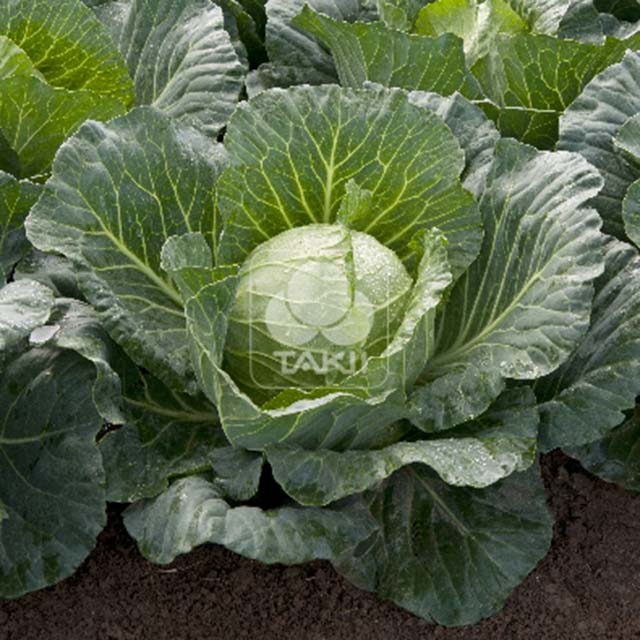 White Cabbage Sunta F1 Fine Webbing