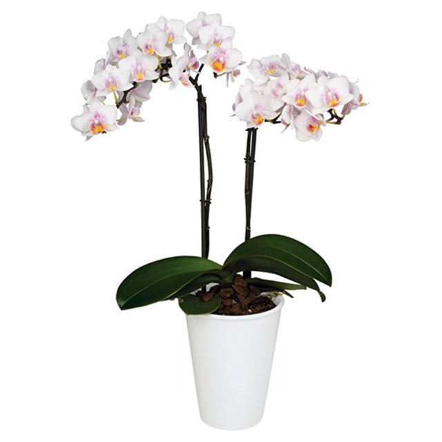 Phalaenopsis Mexico City