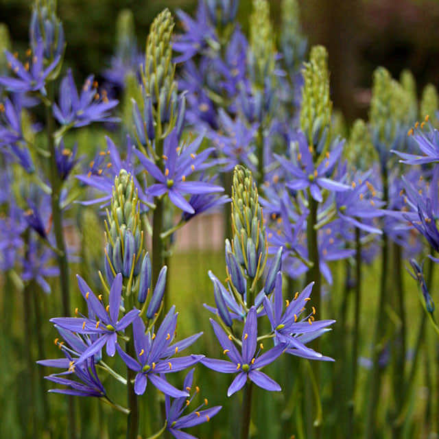Camassia leichtlinii Blue Danube